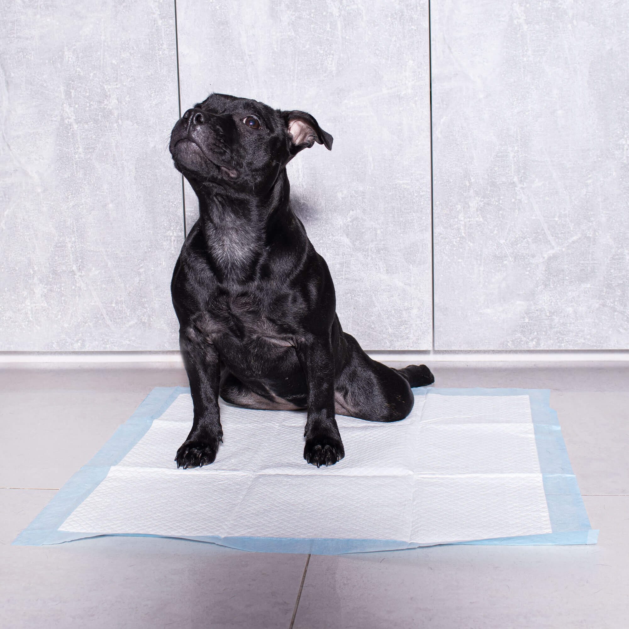 Hygiene pad Springos PA2016 60x60cm 10 pcs | Buy online — Megaluks