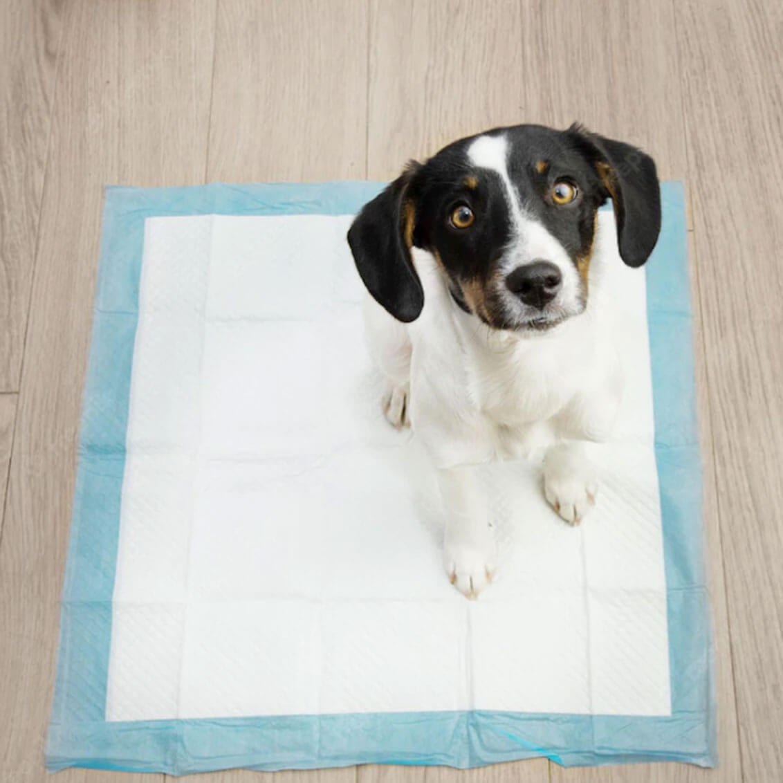 Hygiene pad Springos PA2016 60x60cm 10 pcs | Buy online — Megaluks