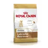 Fodder Royal Canin Labrador Retriever Junior 12 kg Kid/Junior Rice Corn Birds