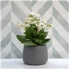 Planter Vinthera Moa Dark grey Ceramic 12,5 x 10,5 cm