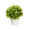 Decorative Plant Plastic 17 x 17 cm (6 Units)