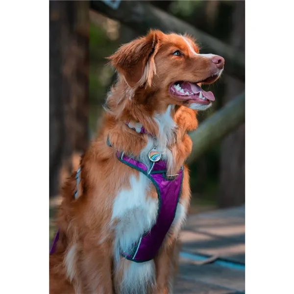 Dog Harness Red Dingo Dingo 25-36 cm 31-43 cm Purple XS