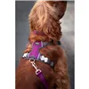 Dog Harness Red Dingo Dingo 30-47 cm 37-52 cm Purple S