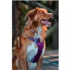 Dog Harness Red Dingo Dingo 30-47 cm 37-52 cm Purple S