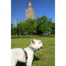 Dog Harness Matteo 38-64 cm Printed