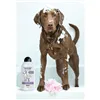 Pet shampoo Wahl 3999-7010 750 ml White