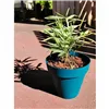 Plant pot Riviera Blue Ø 55 cm