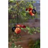 Lighting decoration Galix Ladybird Metal Plastic