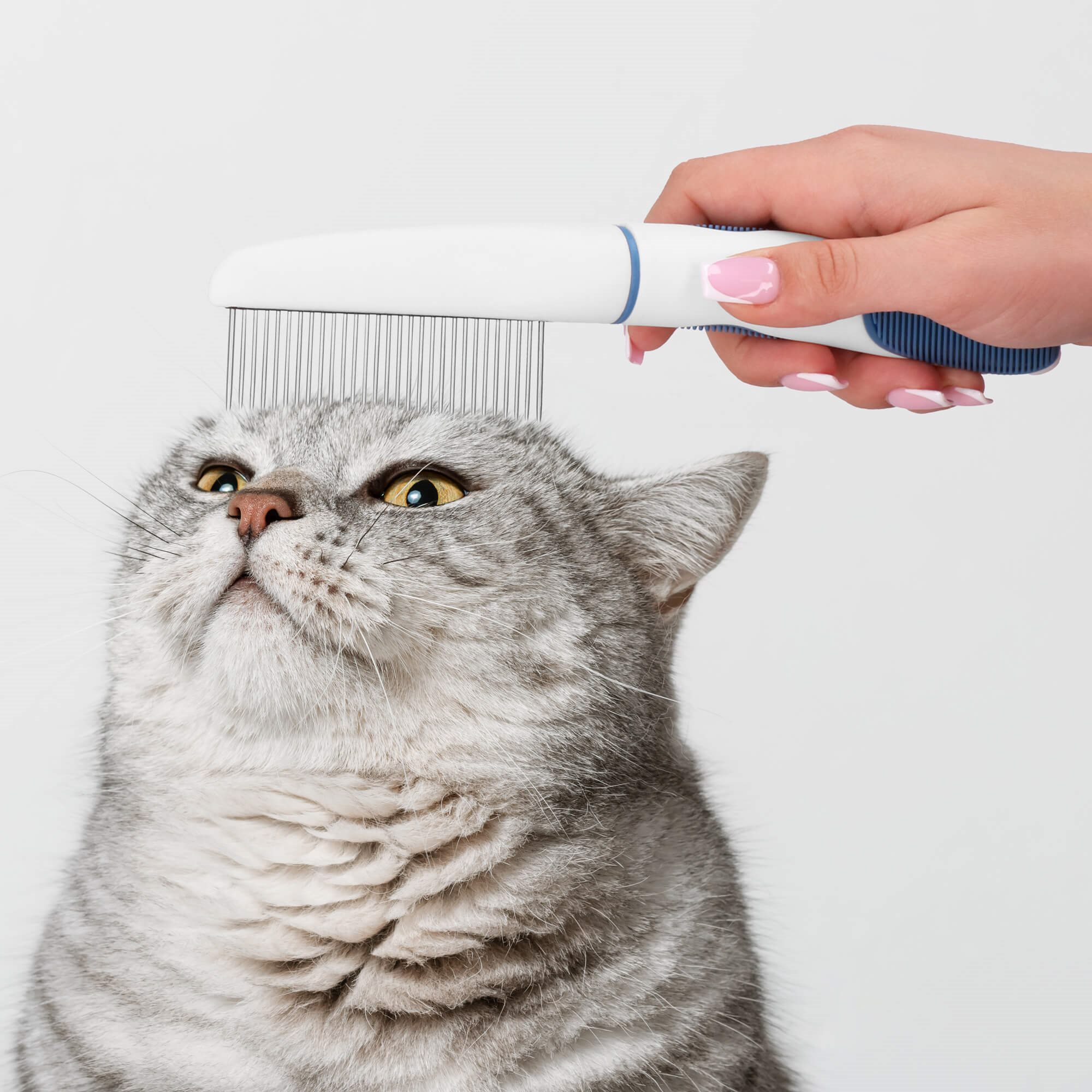Cat comb Springos PA0263 22.5 cm