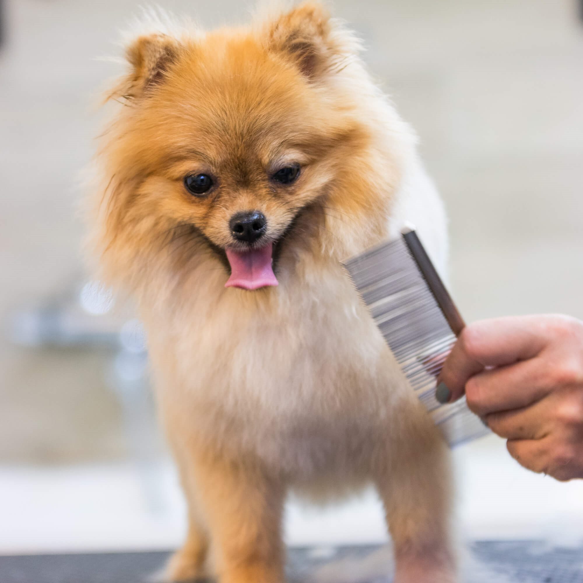 Pet clipper kit Springos PA0309