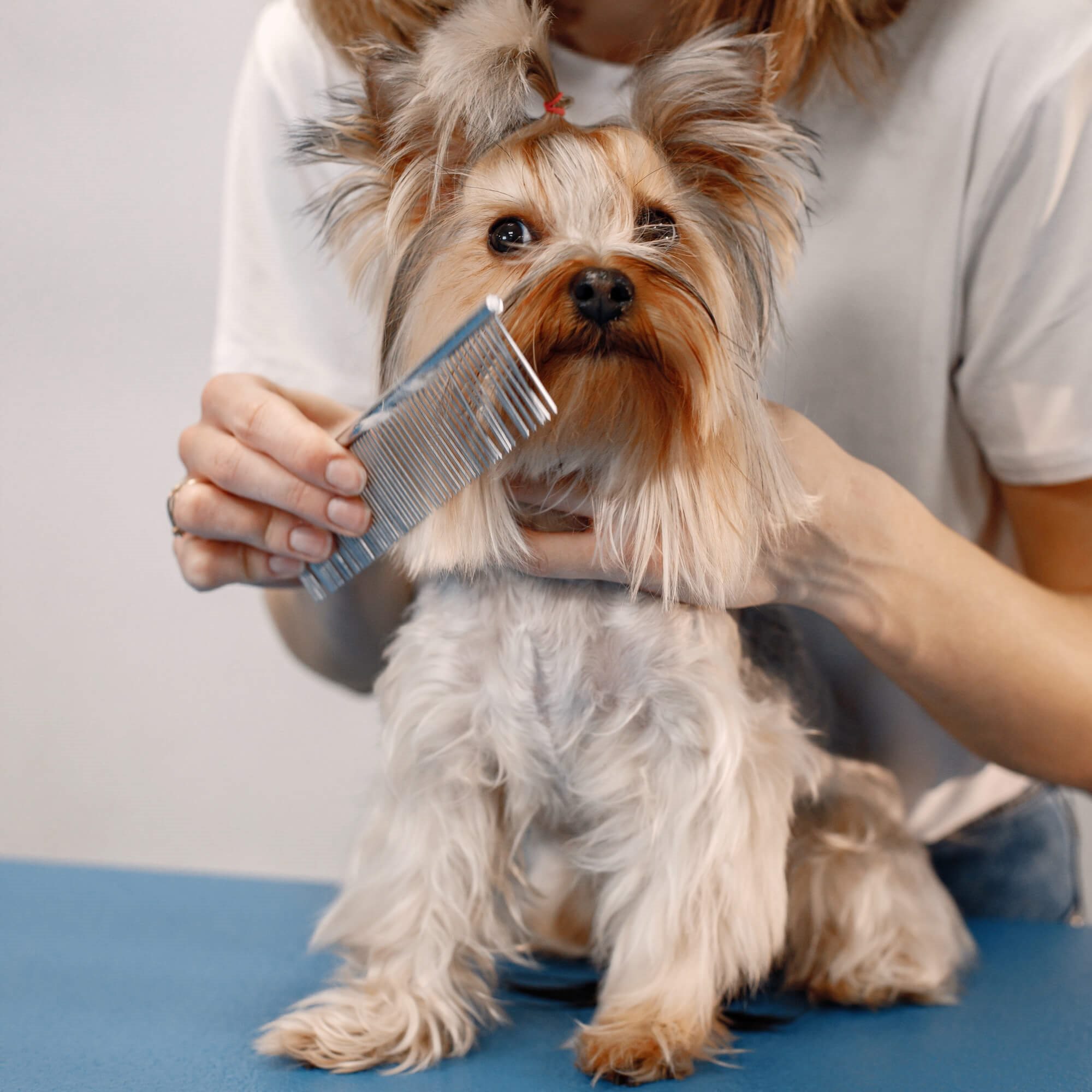 Pet clipper kit Springos PA0309
