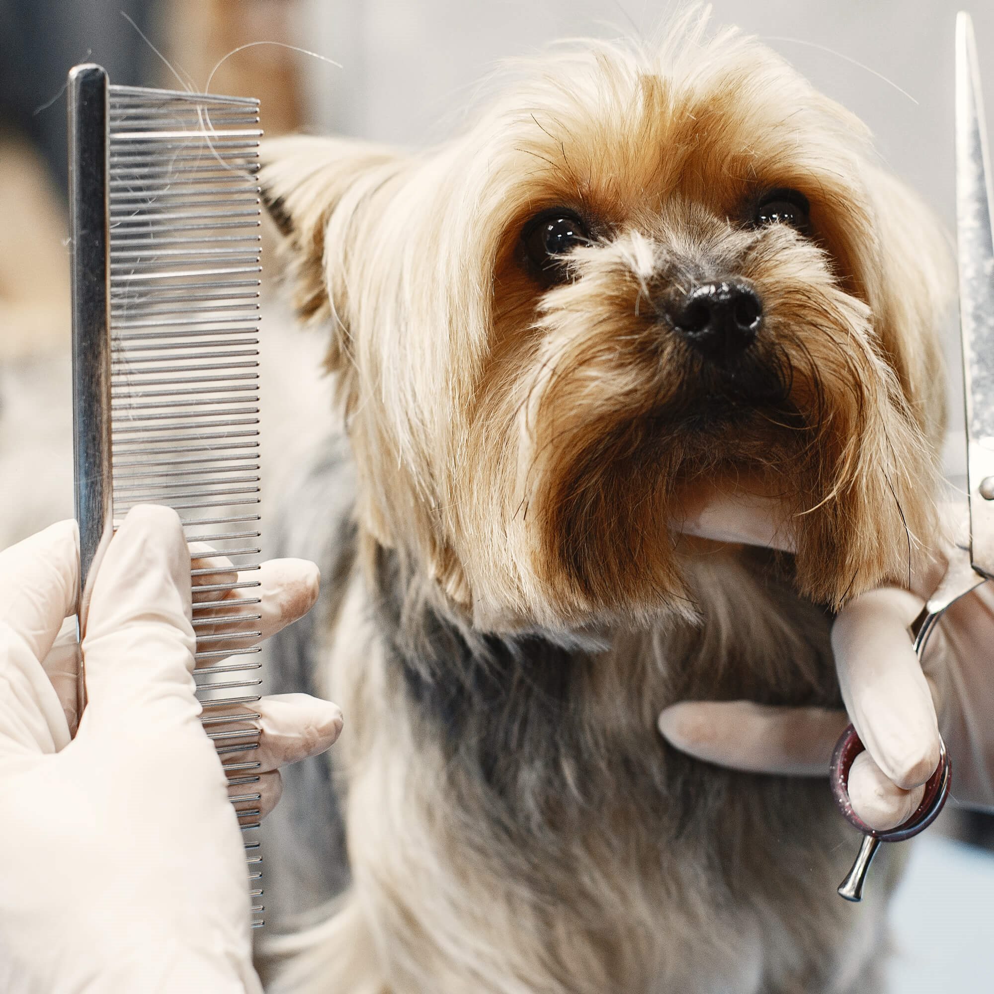 Pet clipper kit Springos PA0309