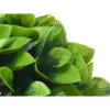Dekoratiivtaimede plast (6 tk) | Osta veebist — Megaluks