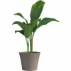 Stiklainis Garden ID Rusva 40 x 34 cm