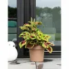 Itsekasteleva kukkaruukku Garden ID Ruskeanharmaa