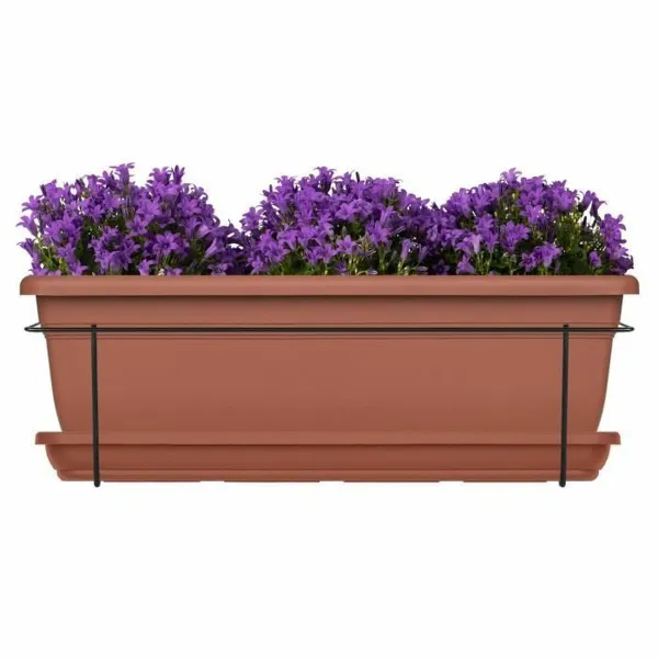 Sodinukas Garden ID Degtas molis 50 cm