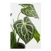 Decorative Plant Mica Decorations Caladium Ø 21 x 28 cm Artificial