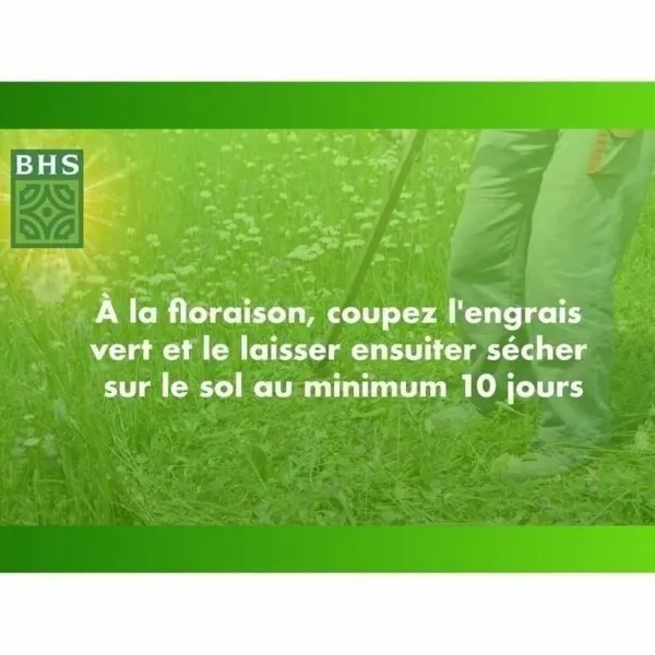 Seeds BHS Trèfle Blanc 500 g