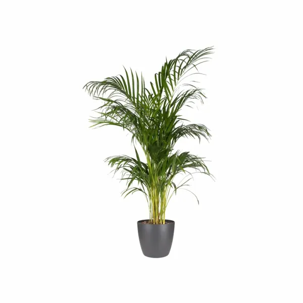 Pottide komplekt Elho Hall Plastmass Ringjas 2 Tükid, osad