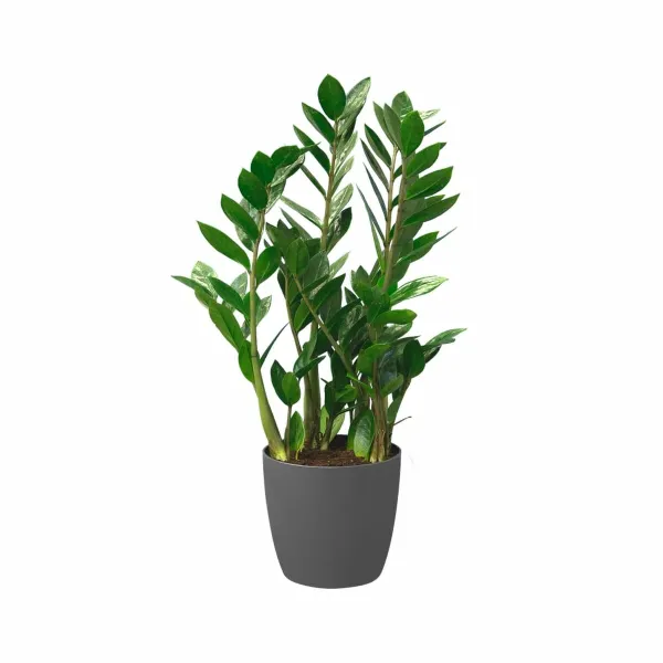 Set of pots Elho Grey Plastic Circular 2 Pieces