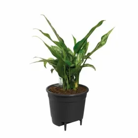 Pašlaistīšanas katls Elho Insert 28 Melns Plastmasa 27,7 x 27,7 x 25,5 cm