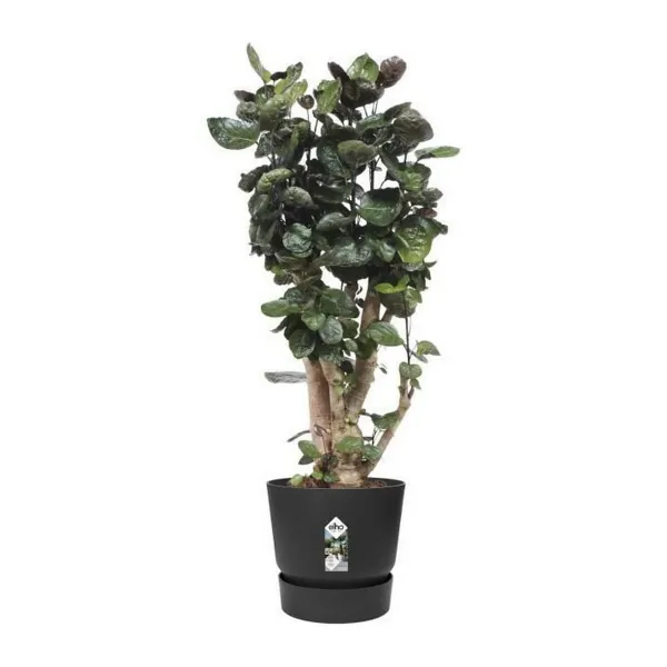 Pušķi Elho Greenville Melns Plastmasa Apaļš Apaļa Ø 40 cm Ø 39 x 36,8 cm