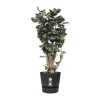 Stiklainis Elho Greenville Juoda Plastmasinis Apskritas Ø 40 cm Ø 39 x 36,8 cm