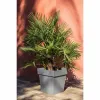 Kabantis šviestuvas EDA Tuscany Pilka Tamsiai pilka Kvadratai Ø 50 cm