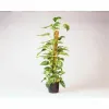 Flower Pot Stand Nature