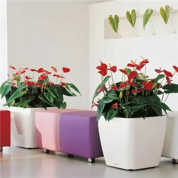 Self-watering flowerpot Lechuza 50 x 50 x 46,5 cm Plastic