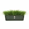 Sodinukas Elho   50 cm Juoda Plastmasinis