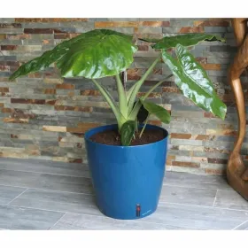 Pušķi Riss RIV3580796331061 Ø 30 cm