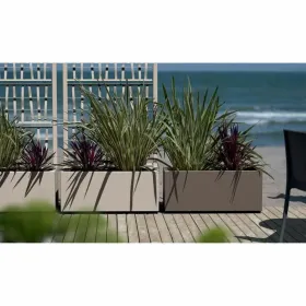 Pušķi Starwax Ethica 80 cm