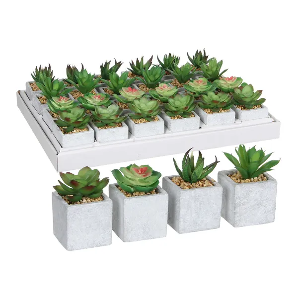 Dekoratīvs Augs Mica Decorations 8 x 5 cm Zaļš PVC Sukulents