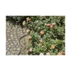Žarna Gardena (15 m)
