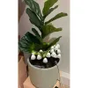 Decorative light for plants Lumineo 491762 White Mini Mushroom (20 Units)