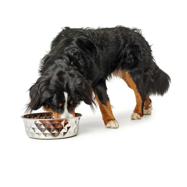 Dog Feeder Hunter Silicone Stainless steel 1,05 L