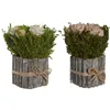 Decorative Plant Home ESPRIT Flower 18 x 18 x 24 cm (2 Units)