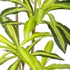 Dekoratyvinis augalas Poliuretanas Cementas 180 cm