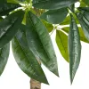 Dekoratyvinis augalas 54 x 52 x 120 cm Žalia PVC