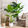 Dekoratīvs Augs 80 x 90 x 140 cm Zaļš Philodendron