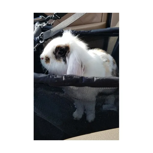 Dog Carrier for Seat Purlov 20973