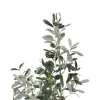 Koristekasvi Polyesteri Polyetyleeni Oliivipuu 55 x 60 x 112 cm