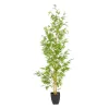 Koristekasvi Polyetyleeni Bambu 90 x 86 x 220 cm