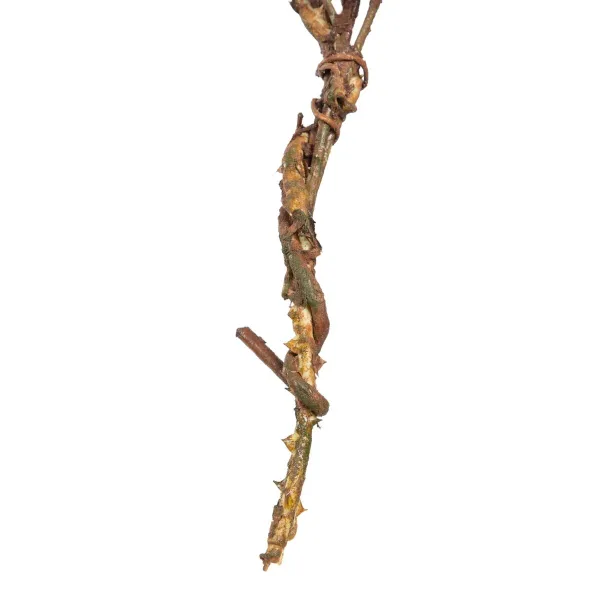 Декоративный цветок Зеленый Розовый 30 x 10 x 91 cm