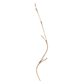 Zars Krēmkrāsa Bambuss Rotangpalma 5 x 0,5 x 190 cm