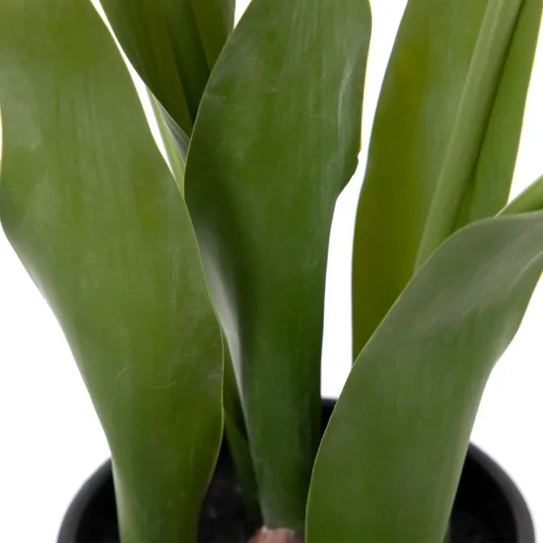 Koristekasvi Polyesteri Polyetyleeni Rauta 11 x 11 x 31 cm