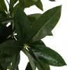 Dekoratyvinis augalas 50 X 50 X 70 CM
