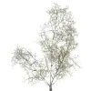 Dekoratyvinis augalas Polietilenas 20 X 15 X 75 CM
