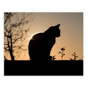 Canvas Wood Canvas 100 x 3 x 80 cm Cat